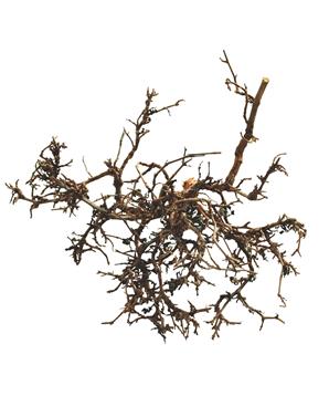 Lucky Reptile Desert Bushes Vybělené cca 25-40 cm