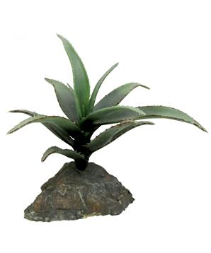 Lucky Reptile-Sukulenty Tiger Aloe, cca 8 cm