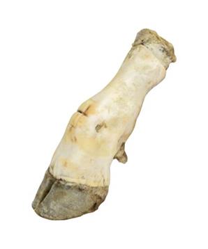 Hovězí noha bílá - 1 ks