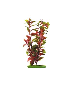 Rostlina MARINA Red Ludwigia