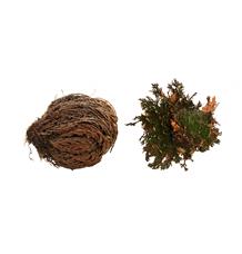Lucky Reptile "Rose of Jericho" 50 g